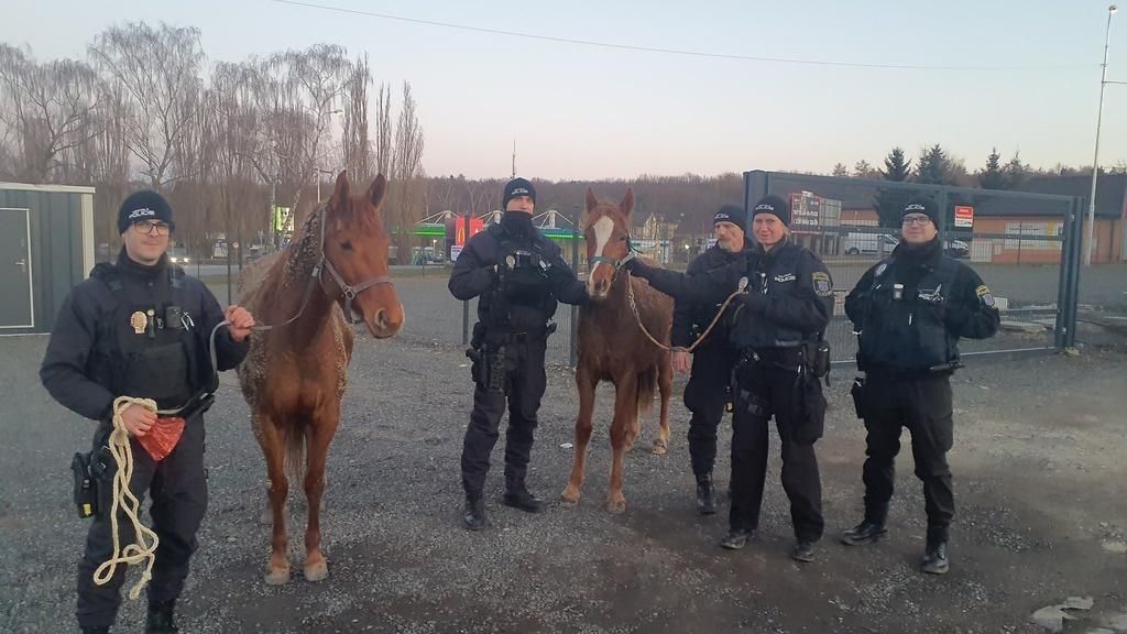 V kladenských ulicích odchytávali splašené koně